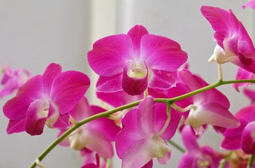 Fototapeta na wymiar Beautiful Pink Streaked Orchid Flowers or Phalaenopsis