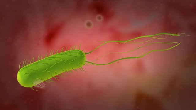 3D animation of the Helicobacter pylori or H. pylori, 4K Ultra HD. H. pylori swimming in the gastric mucosa of the stomach 