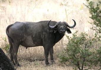 Naklejka na ściany i meble Buffalo africa Tanzania