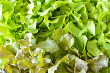 green oak fresh vegetable harvest in farm