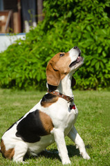 English beagle - breed of the hunting hounds of dogs