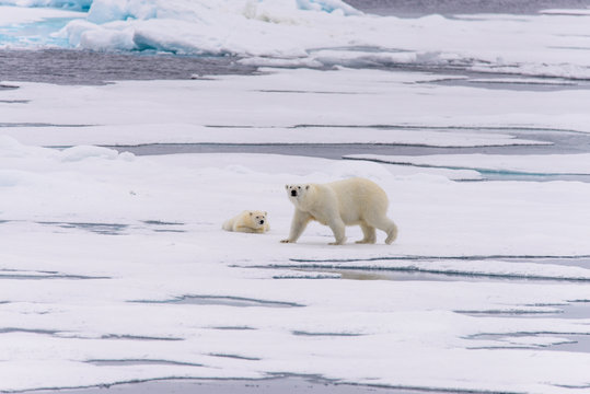 Polar bear (Ursus maritimus) mother and cub on the pack ice, nor