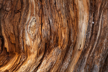 Obraz premium The texture of the large dry wood