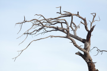 The old and completely dry tree growing against the blue sky
