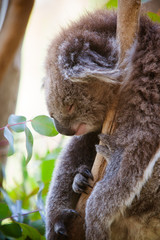 Sleeping Koala