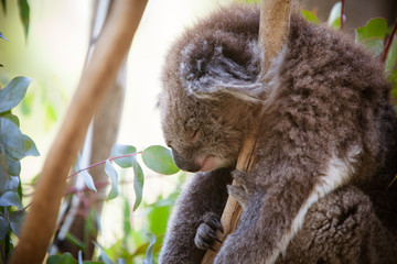 Sleeping Koala