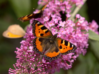 Aglais urticae - small tortoiseshell on butterfly bush