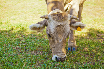 Naklejka na ściany i meble calf cow and in meadow