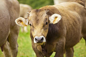 Calf cow and his mother in meadow