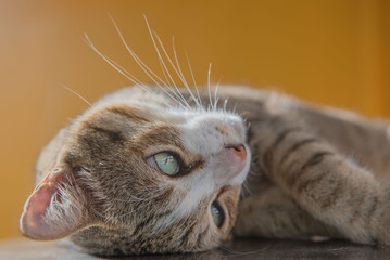 Cat portrait close up, Cute kitten .