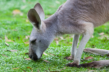 Single Kangaroo Grazing in the wild