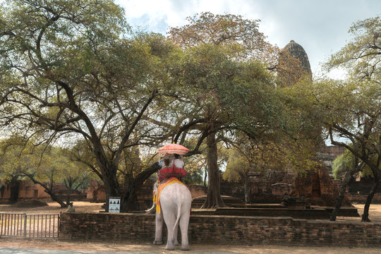 Tourist on elephant sightseeing in Ayutthaya Historical Park, Thailand