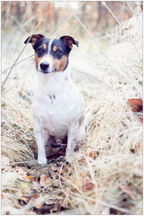 Jack Russell Terrier in winterly scenery