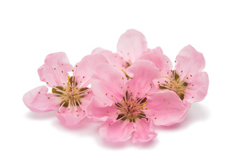 Fleur de cerisier, fleurs de sakura isolées