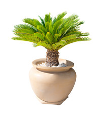 Palm tree in a flowerpot. isolated
