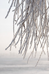 Branch of weeping willow covered by snow and frost in winter, close to the Dnieper river in Ukraine