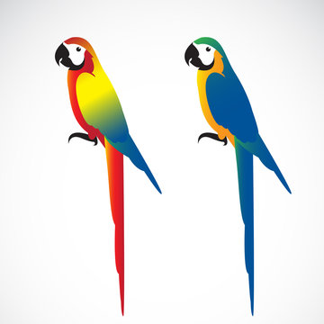 Vector of a parrot (Macaws) on white background. Wild Animals.