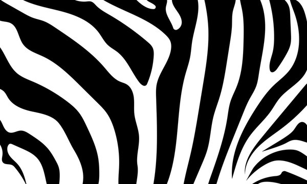 Abstract background skin of a zebra, white and black color. Wild
