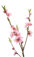 Naklejka na ściany i meble Cherry blossom, sakura flowers isolated
