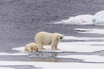 Fototapeta na wymiar Polar bear (Ursus maritimus) mother and cub on the pack ice, nor