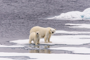 Naklejka na ściany i meble Polar bear (Ursus maritimus) mother and cub on the pack ice, nor
