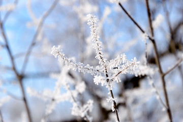 Macro of a twig covered by snow and frost in winter