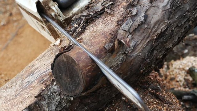 Man sawing wood by chainsaw. Close up.