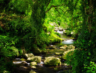 Naklejka premium Stream through tropical forest