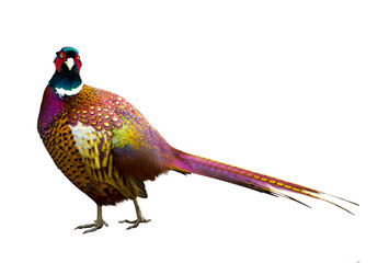 pheasant. Side view of a colorful common pheasant isolated on wh