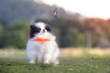 pupper dog pomperanian looking butterfly