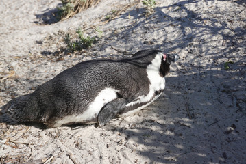 Naklejka na ściany i meble African Penguins colony at Boulders Beach, Table Mountain Nation