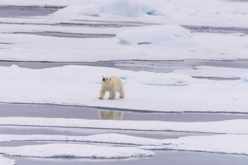 Polar bear (Ursus maritimus) cub on the pack ice, north of Svalb