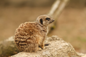 Meerkat Pup