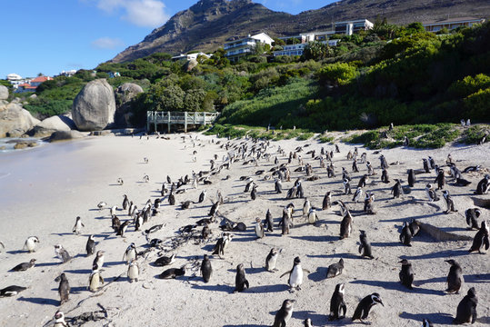 African Penguins colony at Boulders Beach, Table Mountain Nation