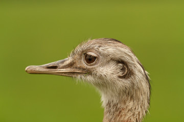 Greater Rhea Flightless Bird