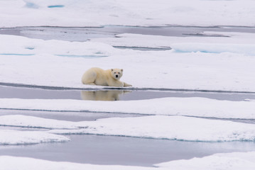 Fototapeta na wymiar Polar bear (Ursus maritimus) cub on the pack ice, north of Svalb