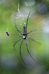 Obraz premium spider on the web as background.