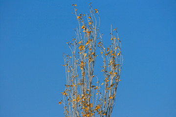 Poplar Tree with Yellow Leaves
