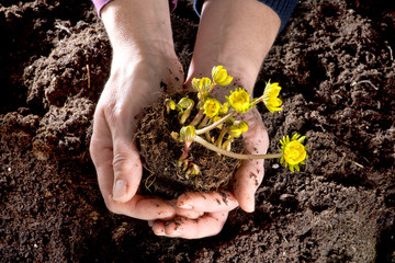 Eranthis Pflanze wird behutsam von Händen in Erde gepflanzt