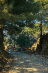 The Nature of the Dirt Road