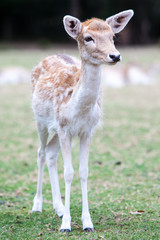 Young Deer Staring