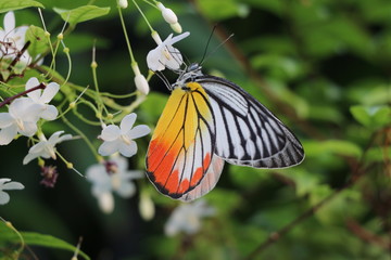 Beautiful butterfly relaxing and feeding nectar from white flowers