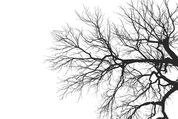 Tree Branch Silhouette  without leaves.