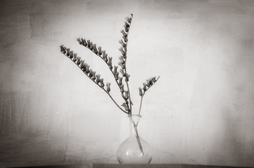 Still life with dried branch henbane