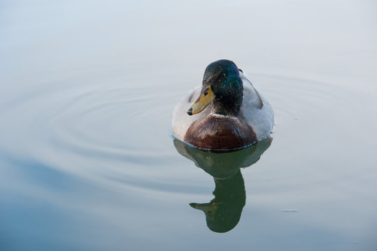 Ente spiegelt sich im Wasser