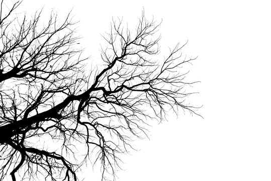Tree Branch Silhouette  without leaves.