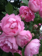 Pink Roses