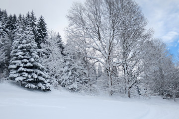 Verschneiter Wald im Winter