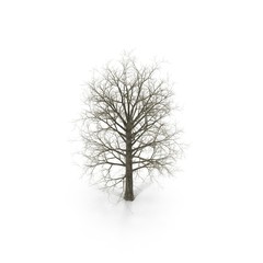 Red Oak Tree Winter on white. 3D illustration