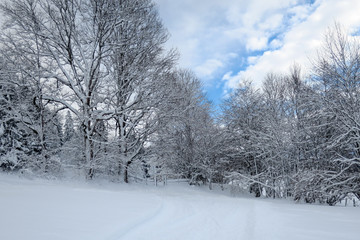 Verschneiter Wald im Winter